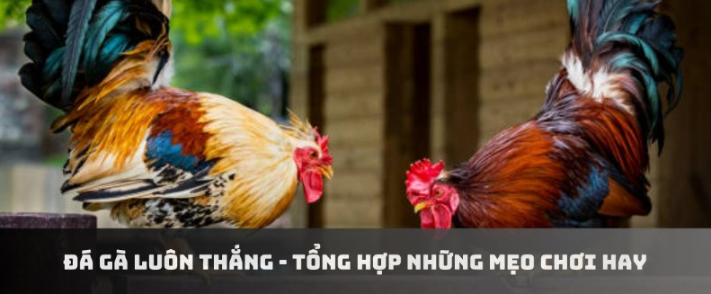 Nghiên cứu cách Đá Gà luôn thắng